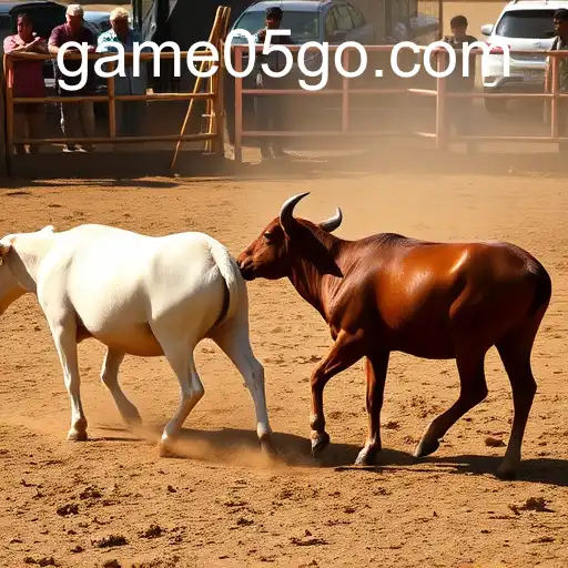 Rinha de galos